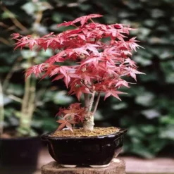 Bonsai Acer Atropurpurea Palm