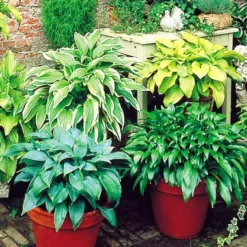 Hosta Collectie Van 6 Soorten Hartlelies X 6