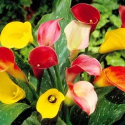 Zantedeschia Calla Mix X 3