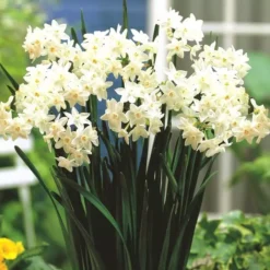 Narcissen Tazetta Paperwhite X 10
