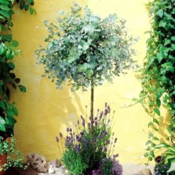 Eucalyptus Pulverulenta Baby Blue Standard