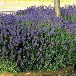Lavendel Munstead X 3