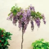 Wisteria Sinensis Op Stam