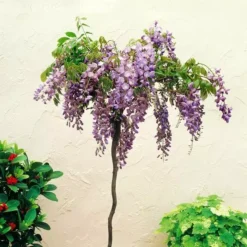 Wisteria Sinensis Op Stam