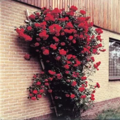 Klimroos Collectie In 3 Kleuren 6 Klimroos Collectie In 3 Kleuren -Tuinplanten fd10280wh jpg 1