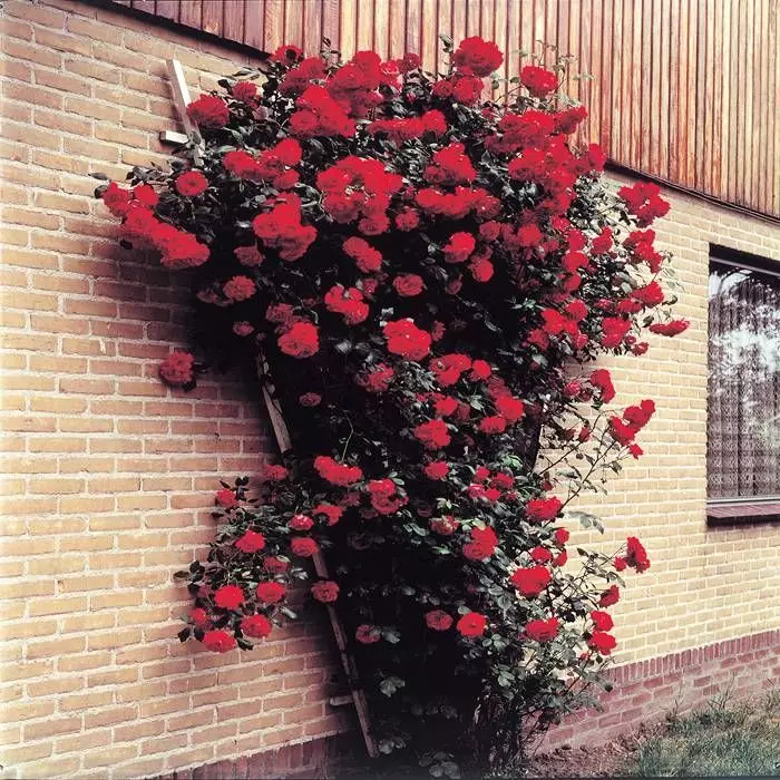 Klimroos Collectie In 3 Kleuren 3 Klimroos Collectie In 3 Kleuren - Afbeelding 3