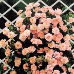 Klimroos Collectie In 3 Kleuren 7 Klimroos Collectie In 3 Kleuren -Tuinplanten fd10281wh jpg