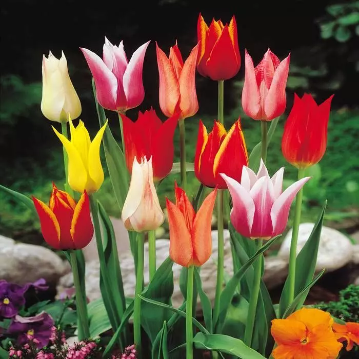 Tulipa Lily Flowering Mix 1 Tulipa Lily Flowering Mix