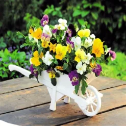 Viola Cornuta Met Witte Kruiwagen