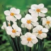Narcissen Poeticus Actea X 10