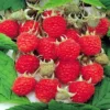 Framboos Aroma Queen Rubus Idaeus