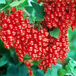 De Blauwe, Zwarte En Rode Bes Collectie 6 De Blauwe, Zwarte En Rode Bes Collectie -Tuinplanten fd10573wh jpg