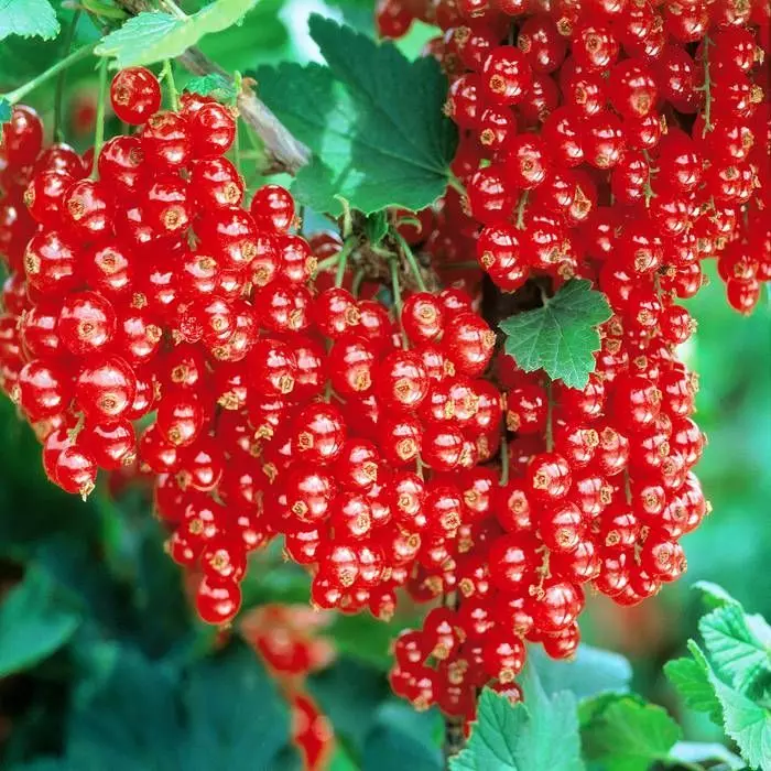 De Blauwe, Zwarte En Rode Bes Collectie 3 De Blauwe, Zwarte En Rode Bes Collectie - Afbeelding 3