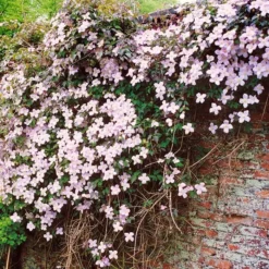 Clematis Var. Rubens 'Tetrarose' 14 Cm P