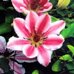 Clematis Nelly Moser