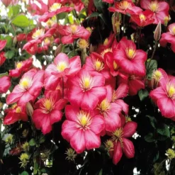 Clematis Coll. Jackmanni / Nelly Moser / -Tuinplanten fd10609wh jpg