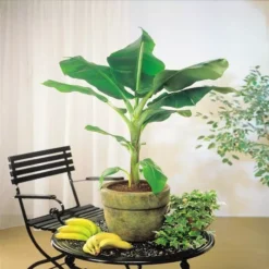 Bananenplant Dwarf Cavendish