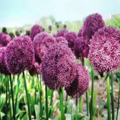 Allium Pinball Wizard 18/20 X 5