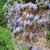 Wisteria Sinensis Blauw Blauwe Regen
