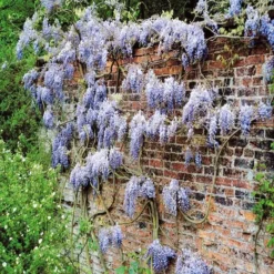 Wisteria Sinensis Blauw Blauwe Regen