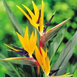 Strelitzia Reginae Bird Of Paradise