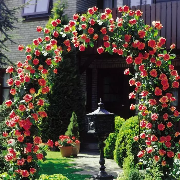 Klimroos Pauls Scarlet 2 Klimroos Pauls Scarlet - Afbeelding 2