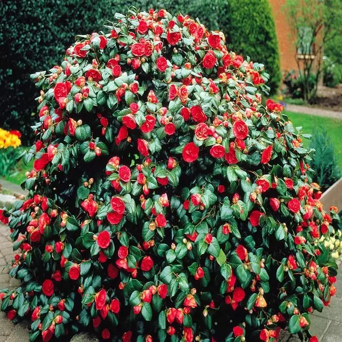 Camellia Japonica Red 15 Cm Pot 2 Camellia Japonica Red 15 Cm Pot - Afbeelding 2
