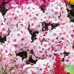 Cottage Tuin -Tuinplanten fd10763wh jpg