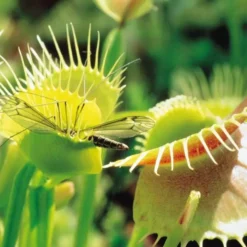 Venus Vliegenval (Dionaea Mucipula)