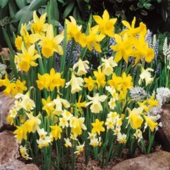 Narcissen Jonquilla Mengsel