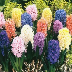 Hyacinthen Fantasie Mix X 15