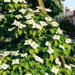 Cornus Florida Bartons Wit (Kornoelje)
