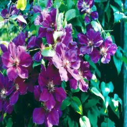 Clematis Jackmannii