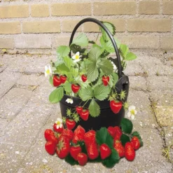 Doordragende Aardbeienplant Ostara Met