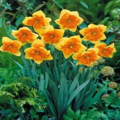 Narcissen Spleetkronig Mondragon X 10