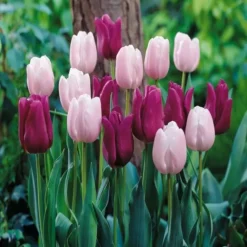 Tulpen Combo Romantic Spring