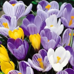 Crocus Vernus Mix