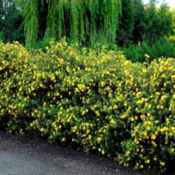 Potentilla Fruticosa X 10
