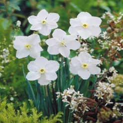 Narcissen Poeticus Polar Ice X 10