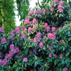 Rhododendron Catawbiense Blauw 13 Cm