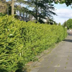 Prunus Laurocerasus Caucasica X 5