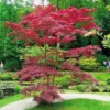 Japanse Acer Palmatum Atropurpurea 9 Cm
