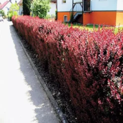 Berberis Thunbergii X 10