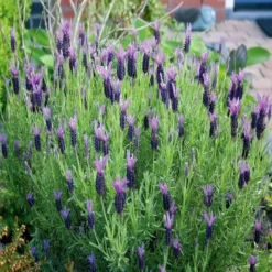 Lavender Stoechas 17 Cm Pot