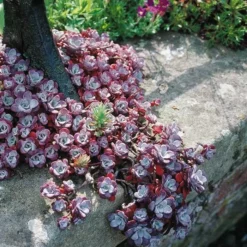 Sedum Spathulifolium Cape Blanco X 3