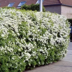 Spiraea Arguta Haagplanten X 5