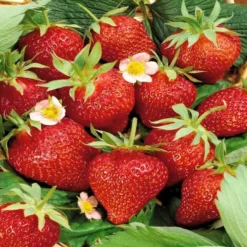 Aardbeien Ostara 7cm Pot X 5