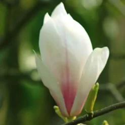 Magnolia Combo Susan/Soulangeana -Tuinplanten fd11722wh jpg