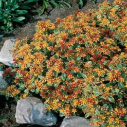 Sedum Kamtschaticum Stonecrop X 5