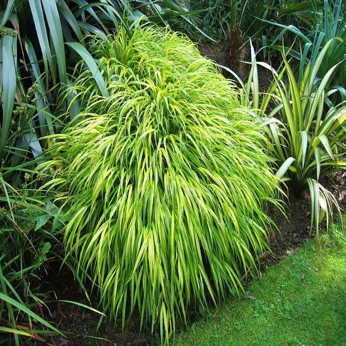 Hakonechloa Macra Aureola 1 Hakonechloa Macra Aureola